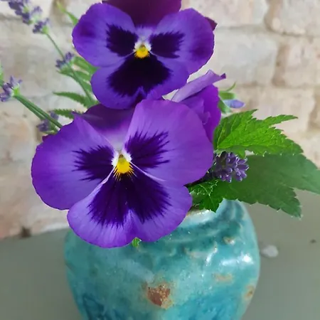 Het Wolfseind Oda ve Kahvaltı