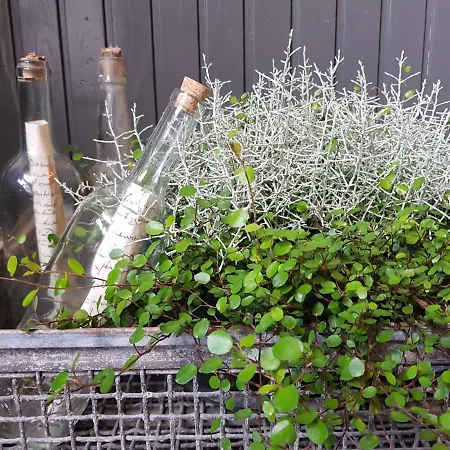 Het Wolfseind * Kaatsheuvel